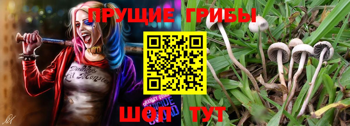 Псилоцибиновые грибы Cubensis Борисоглебск